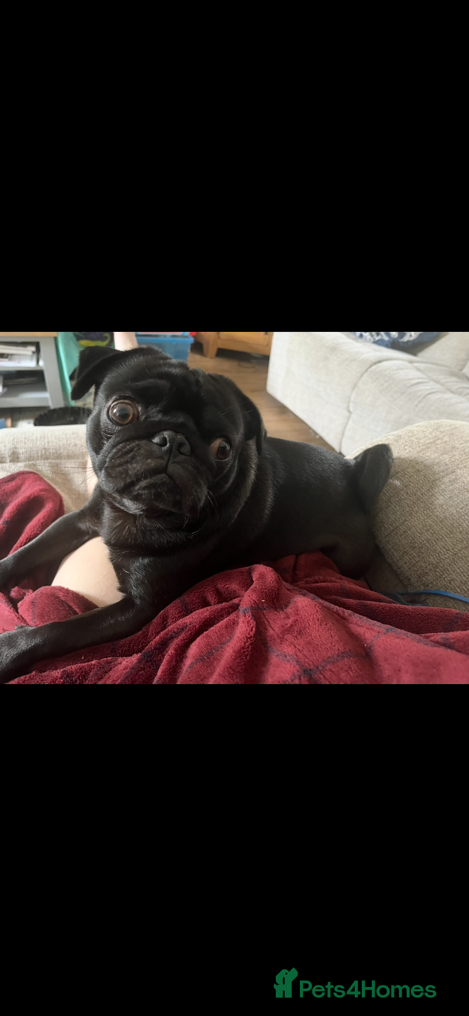 Pug dogs Beautiful male pug  - Advert 6