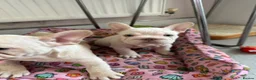 French Bulldog dogs for sale: French bulldog puppies Ready Now! - Advert 6