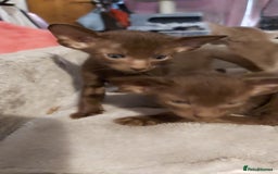 Oriental cats for sale: Full Pedigree Oriental 3 Kittens XL size ears GCCF - Image 16