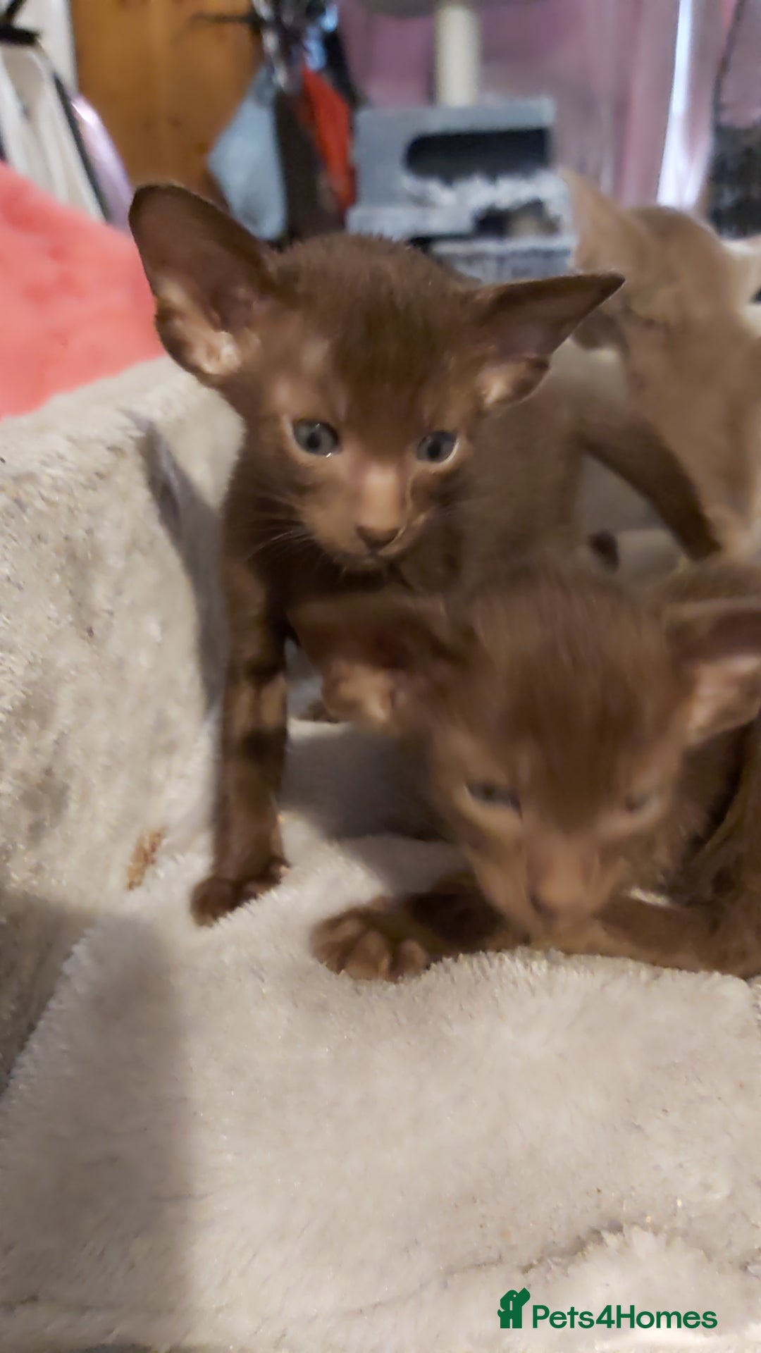 Oriental cats for sale: Full Pedigree Oriental 3 Kittens XL size ears GCCF - Image 16