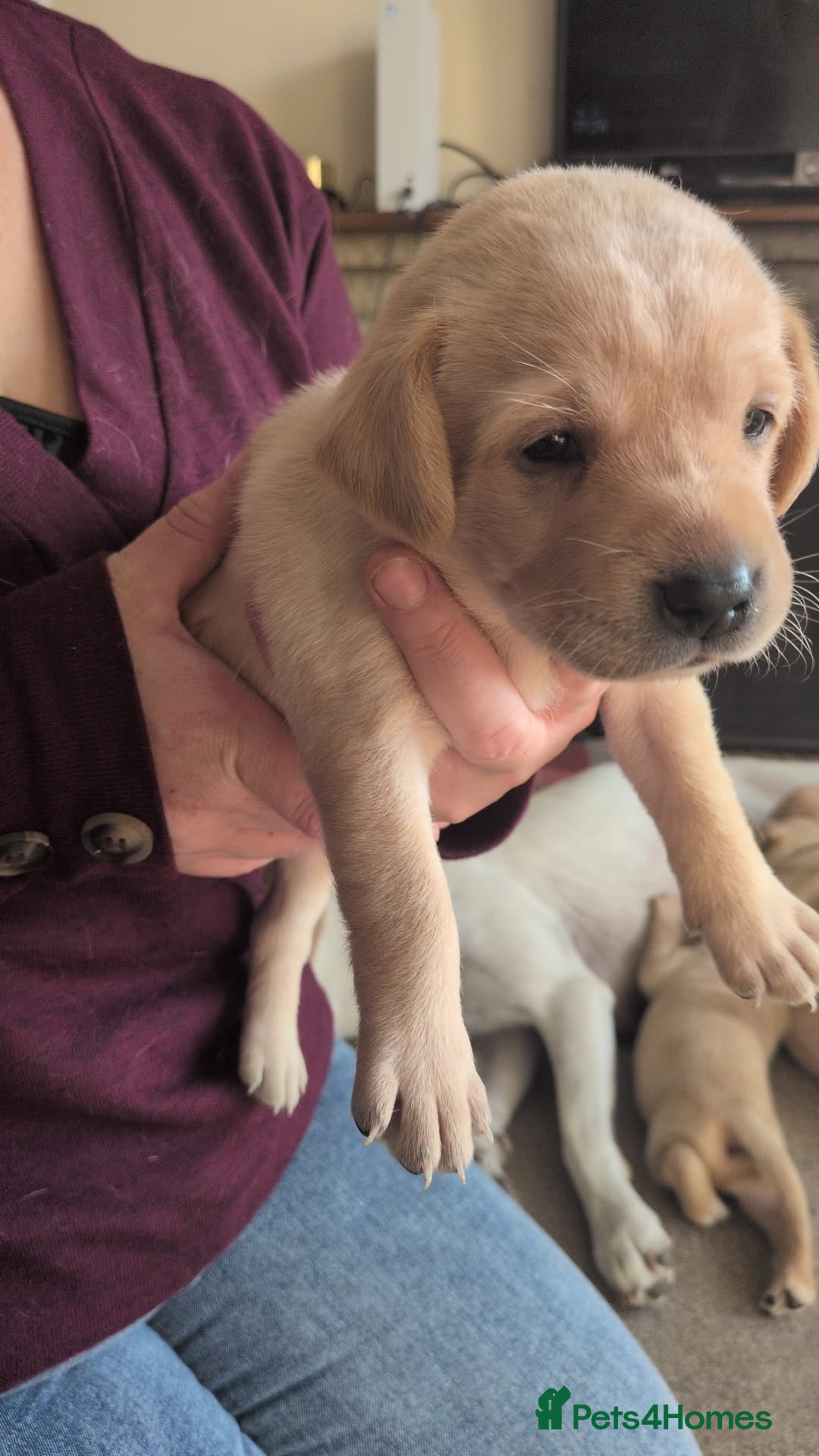 Labrador Retriever dogs for sale: Gorgeous Labrador puppies - Image 11