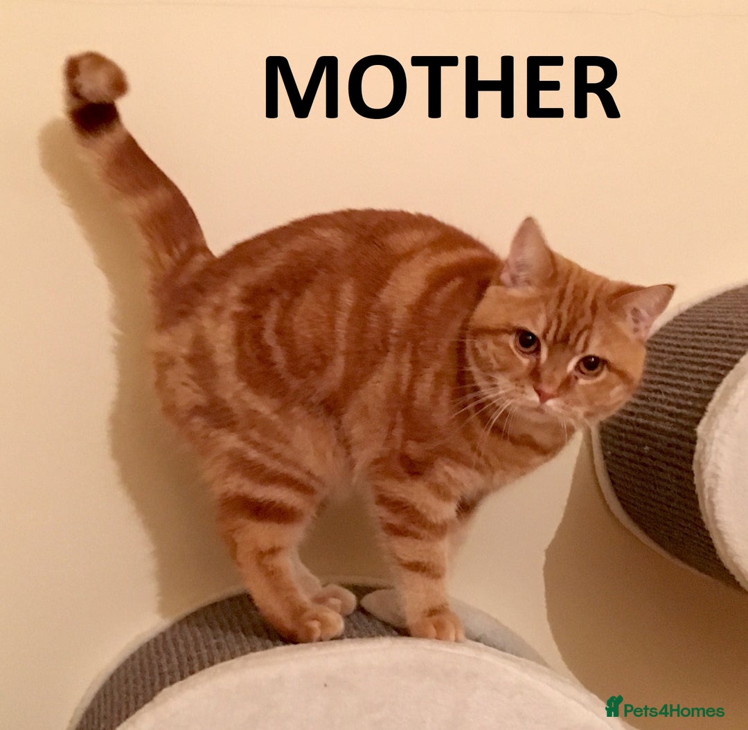 British Shorthair cats for sale: Ginger Red Pedigree girl - Advert 5