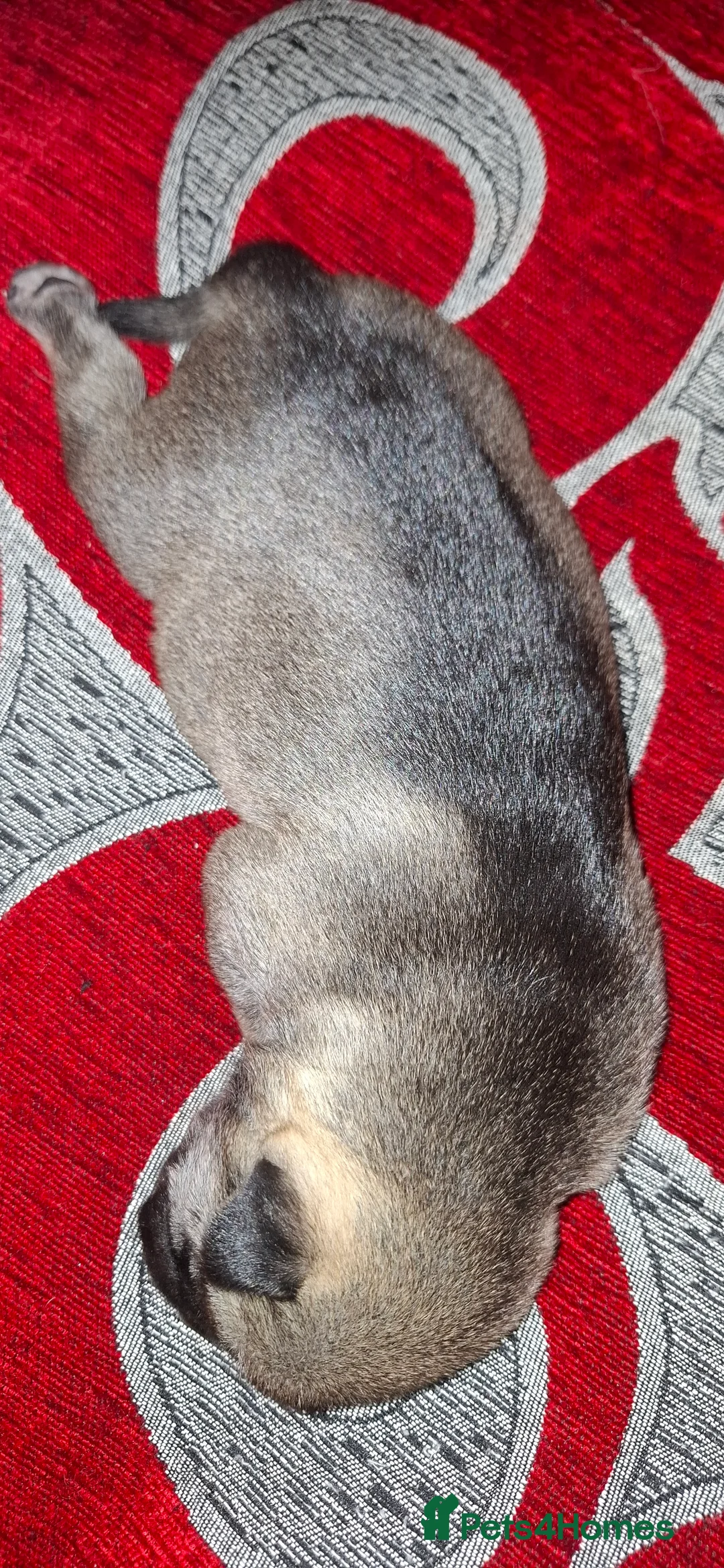 Mixed Breed dogs for sale: Rus-A-Pei ( Rare ) - Advert 28