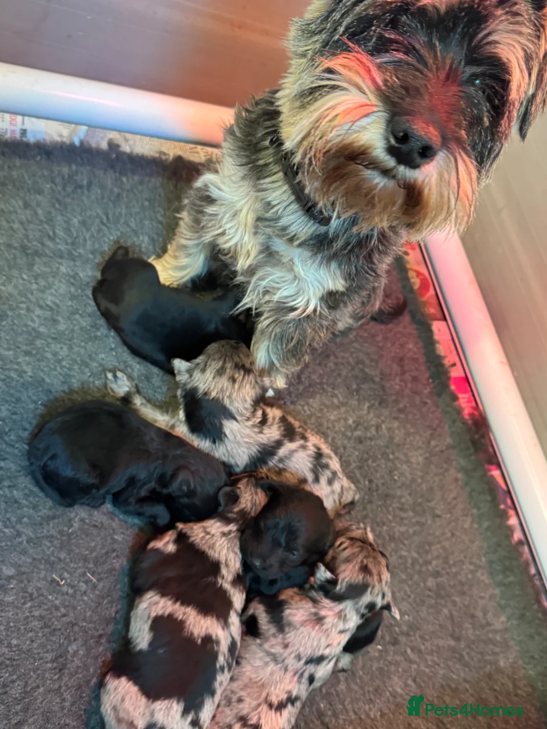 Schnoodle dogs for sale: Toy Schnoodles  - Advert 7