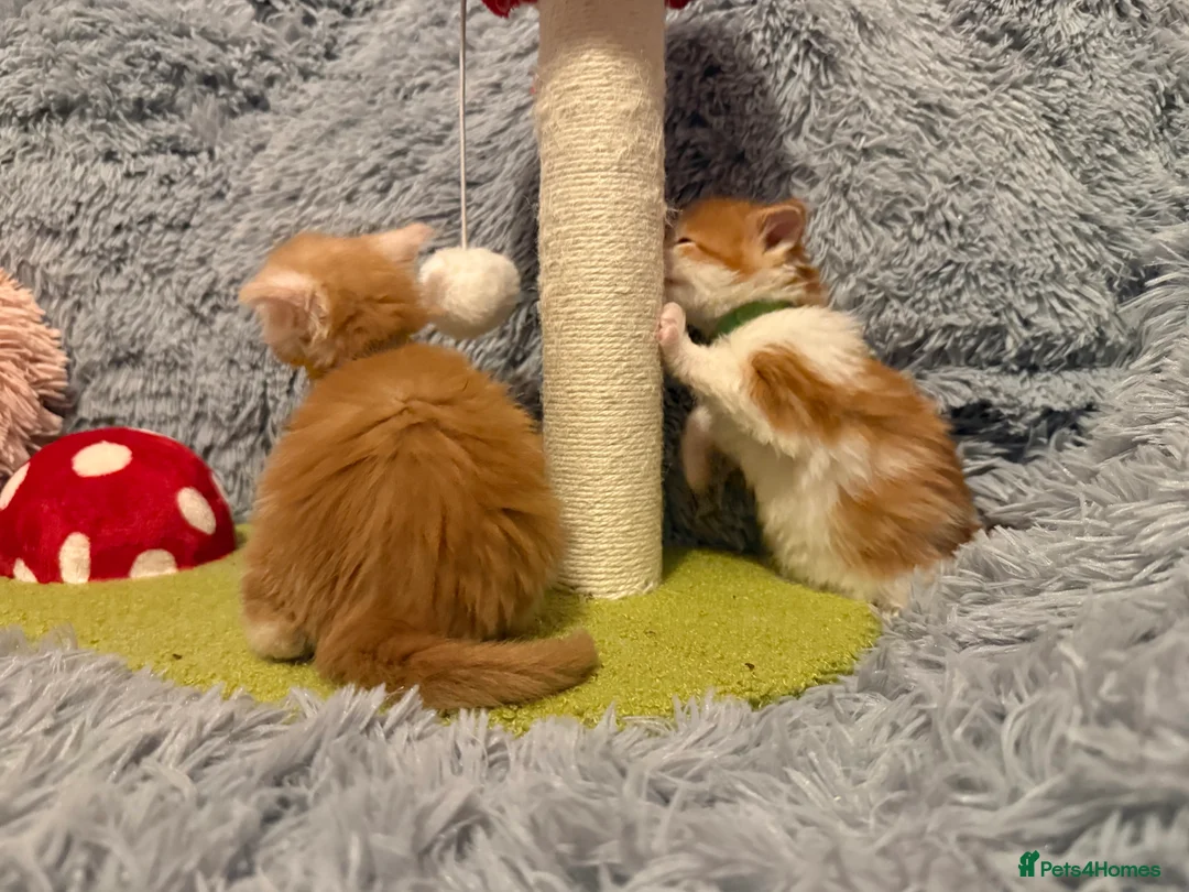Maine Coon cats for sale: Maine coon kittens reds stunning pedigree’s  - Advert 6
