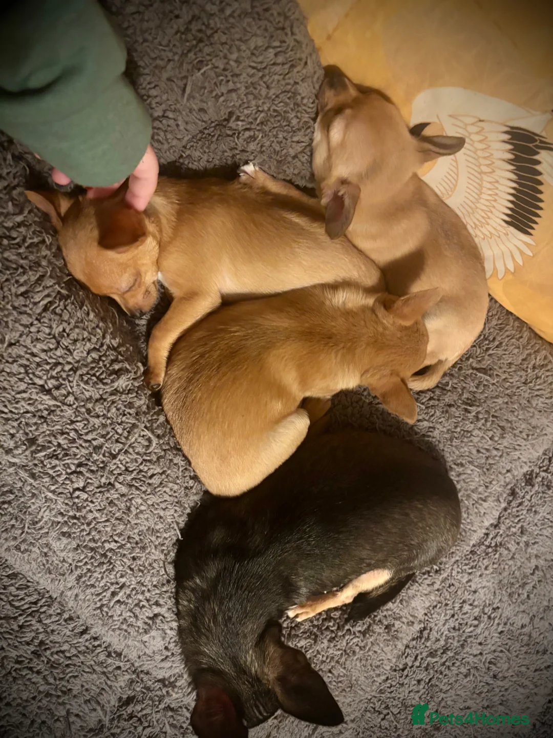Chihuahua dogs for sale: 3 Chihuahua Boys Ready for Loving Homes - Advert 10