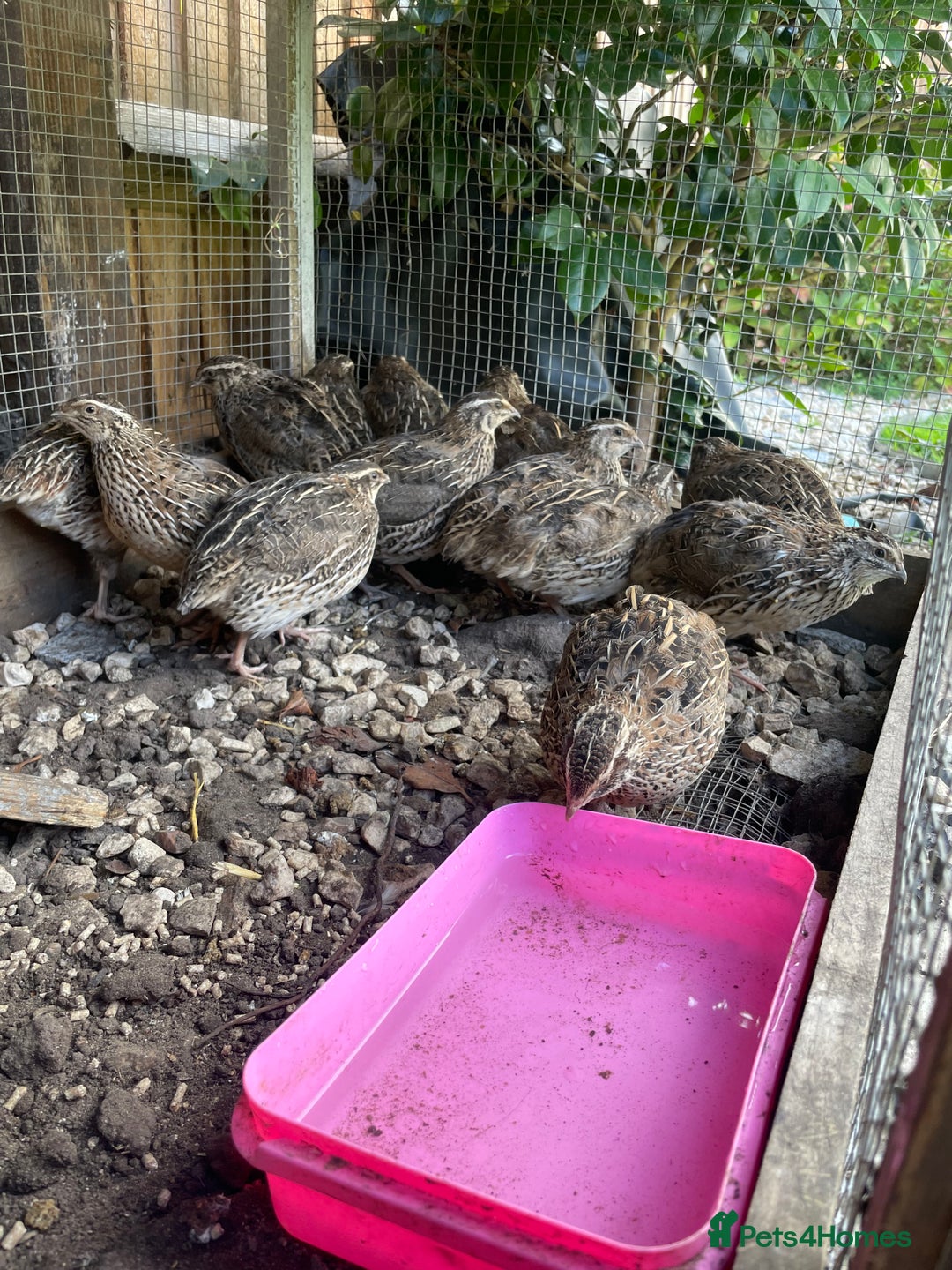 Quail poultry for sale: Male and female Coturnix quails  - Image 1