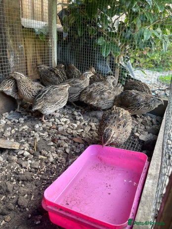 Quail poultry - Advert 4