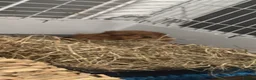 Guinea Pig rodents for sale: 2 lovely pair of bonded males  - Advert 3