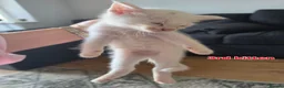 Mixed Breed cats for sale: 3 boys + 3 girls white kitten for sale - Advert 14