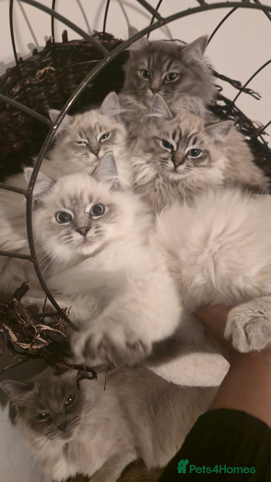 Ragdoll cats for sale: Adorable Ragdoll cross Scottish Straight - Advert 18