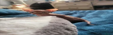 Sphynx Kitten 2
