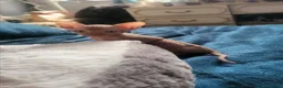 Sphynx cats for sale:  3 Sphynx/bambino kittens - Advert 4