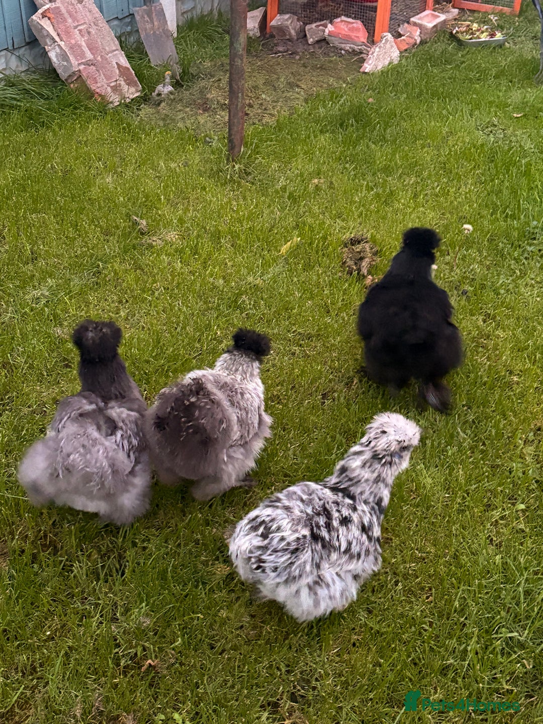 Chickens poultry for sale: Silkie chickens  - Image 5