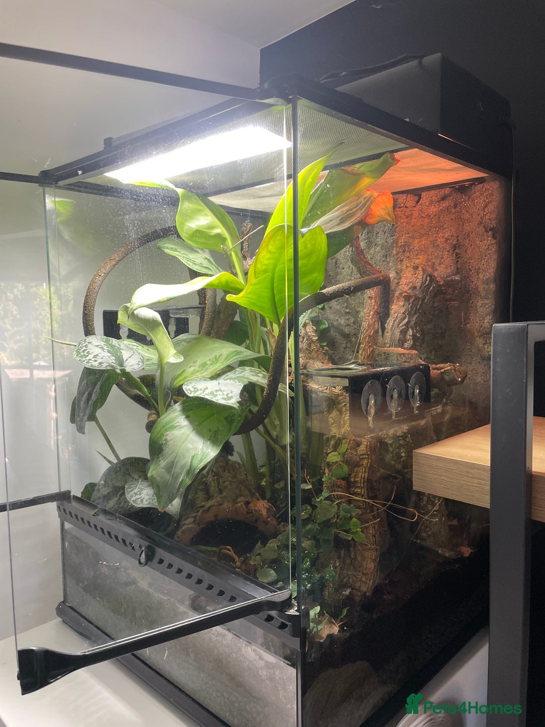 Gecko reptiles for sale: Full Bio Active set up with Crested Gecko - Image 8