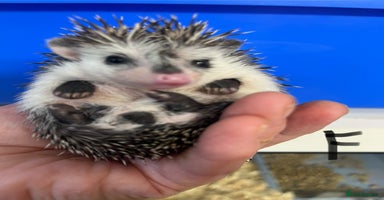Pygmy Hedgehog rodents - Advert 8