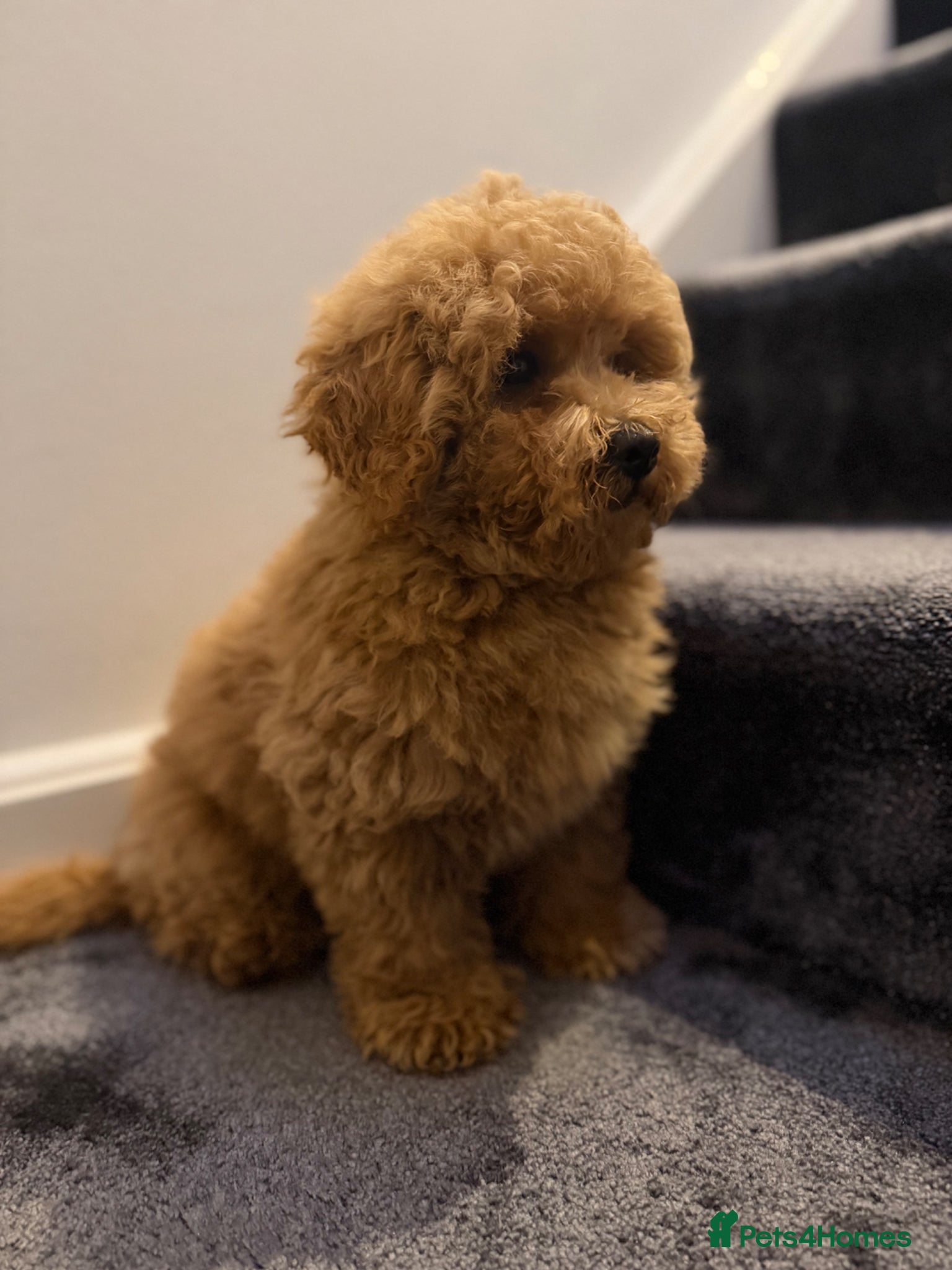 Maltipoo dogs for sale: Beautiful Red Maltipoo puppies for sale  - Advert 8