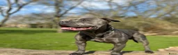 Staffordshire Bull Terrier dogs for stud: ‼️Staffordshire Bull Terrier For Stud‼️ in Harrow - Advert 3
