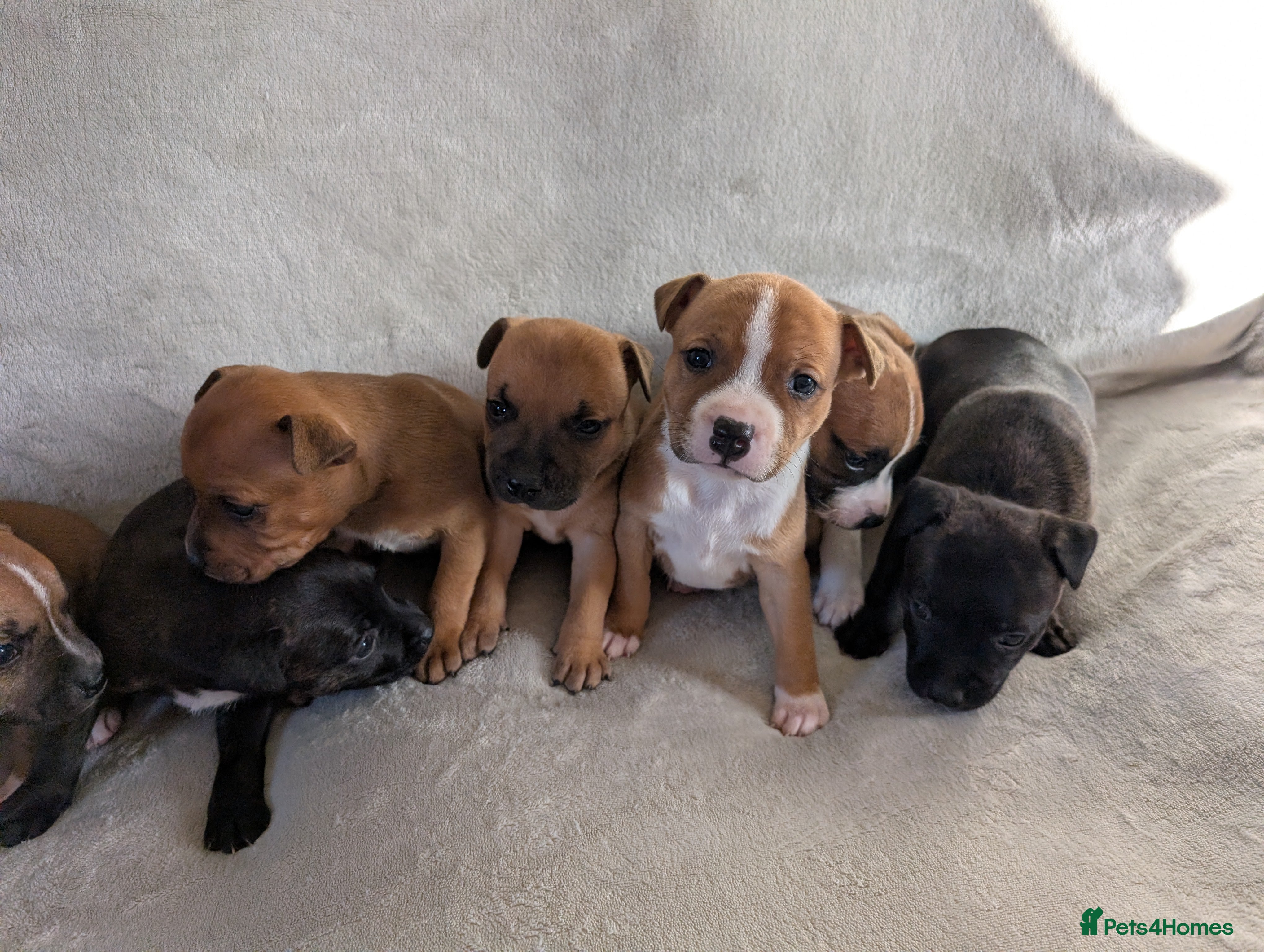 Staffordshire Bull Terrier dogs Stunning Staffordshire bull terrier puppies  - Advert 5