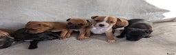 Staffordshire Bull Terrier dogs for sale: Stunning Staffordshire bull terrier puppies  - Advert 1