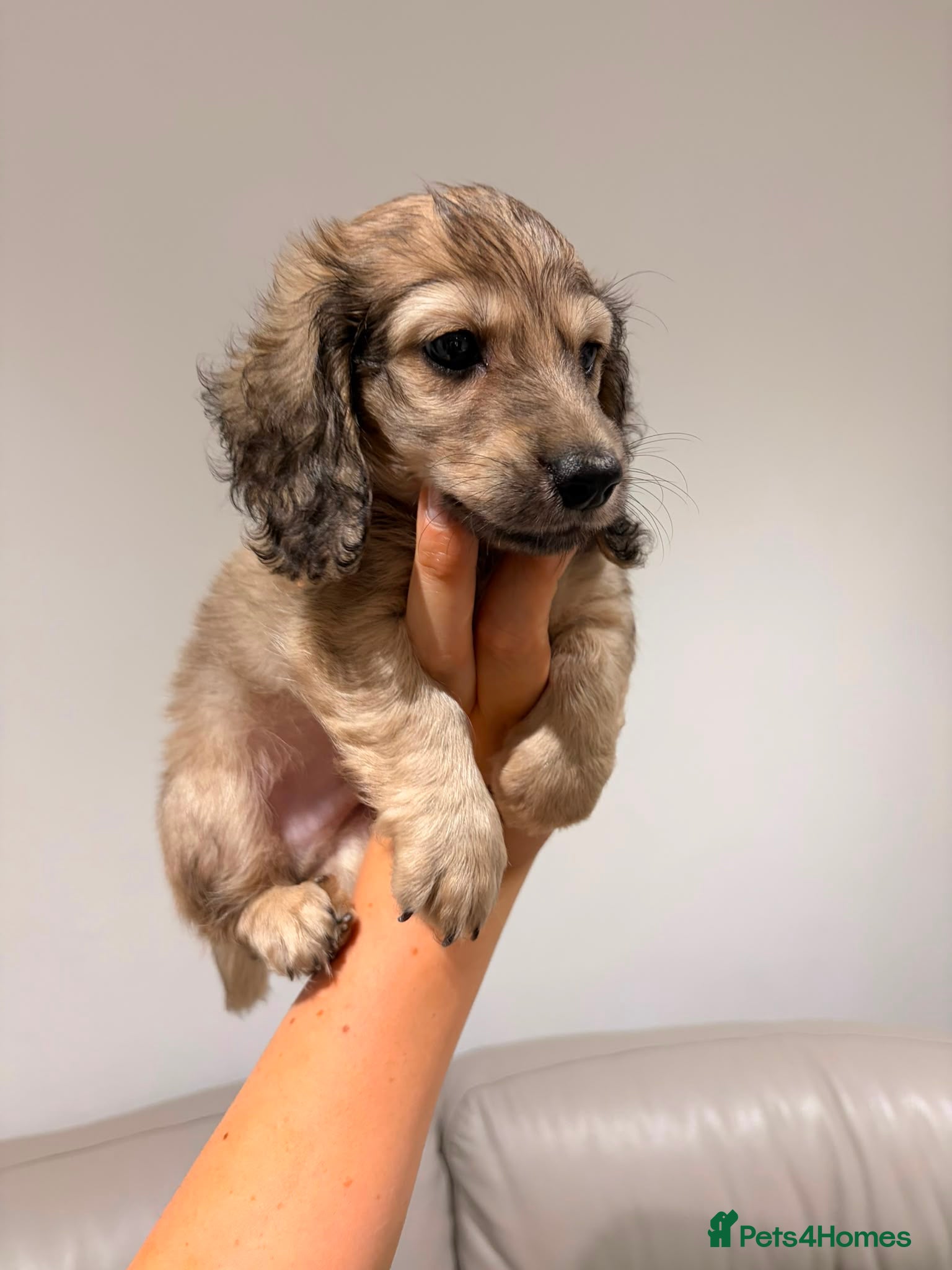 Miniature Dachshund dogs Quality cream mini dachshunds - Advert 2