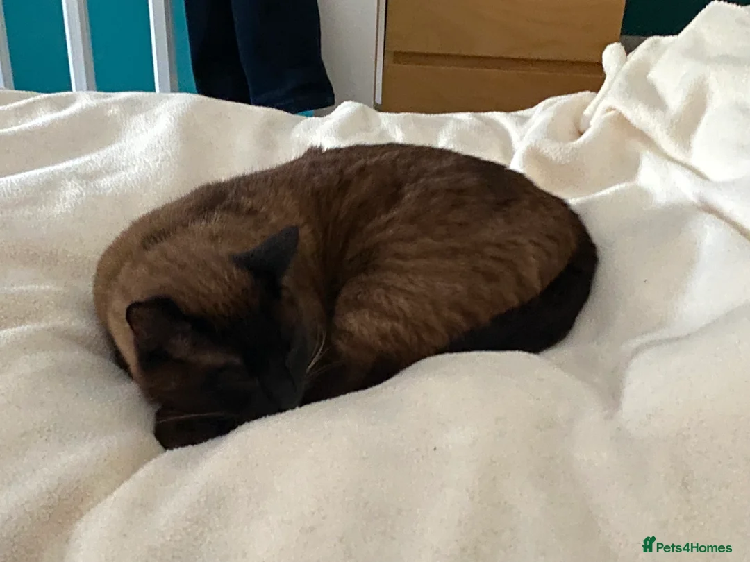 Ragdoll cats for sale: Ragdoll cat - Advert 5