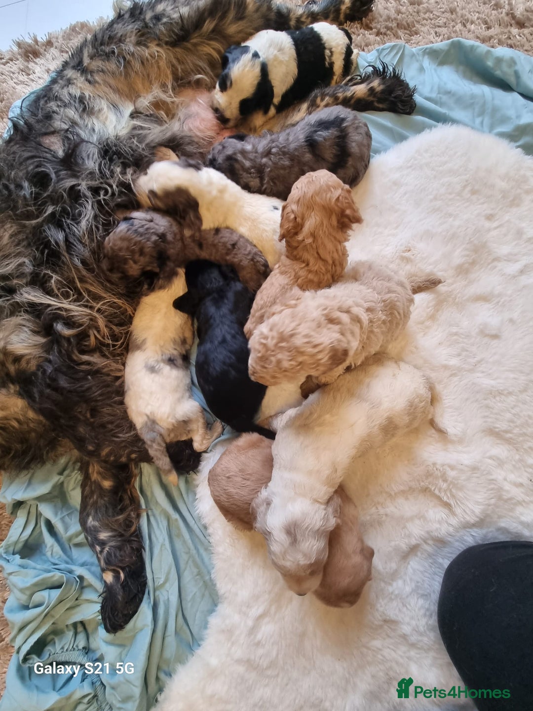 Cockapoo dogs for sale: Cockapoos - Image 24