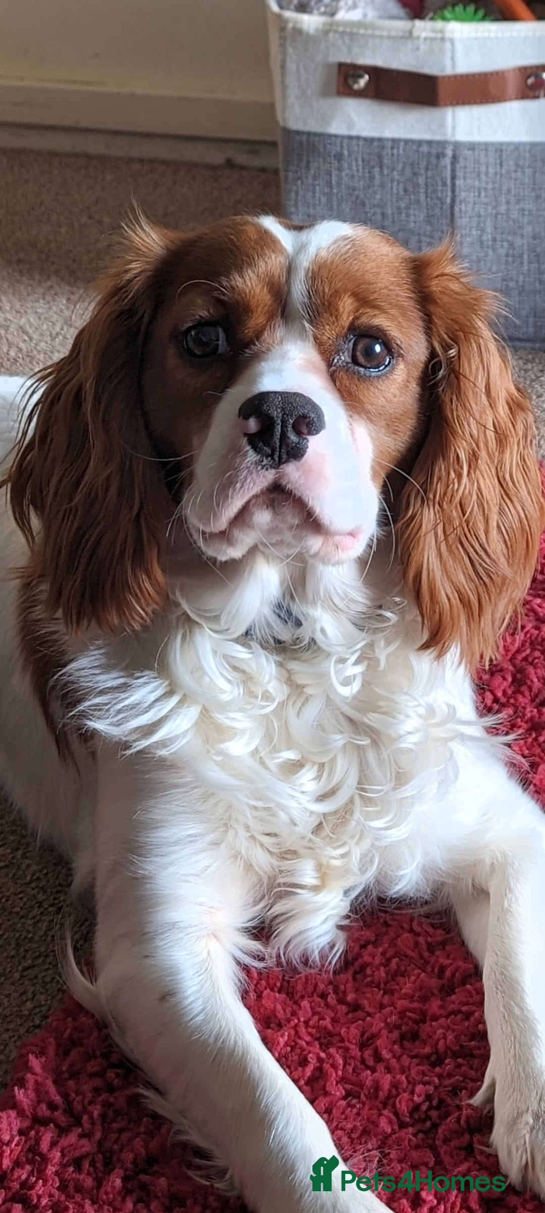 Cavalier King Charles Spaniel dogs for stud:  Stanley  born 23 Jan 2023, absolutely perfect !!  - Advert 1