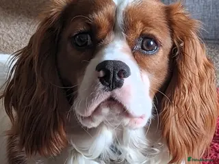 Cavalier King Charles Spaniel dogs Stanley born 23 Jan 2023, absolutely perfect !! - Advert 4