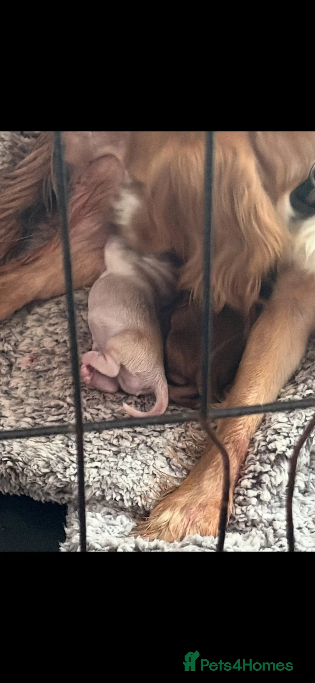 Cocker Spaniel dogs for sale: Two cocker spaniels born 07/07/26 🐾 - Advert 2