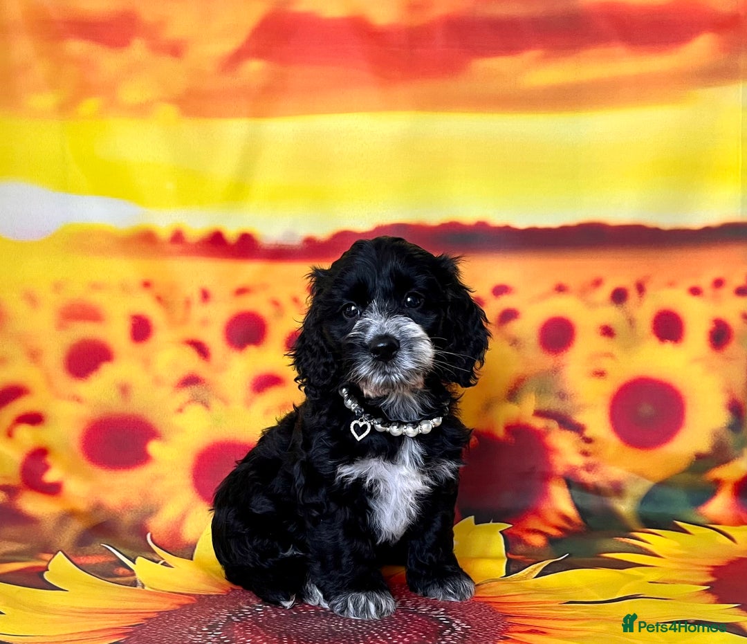 Cockapoo dogs for sale: ⭐️Rare Silver Phantom DNA CLEAR Mini F1 Cockapoos - Image 18