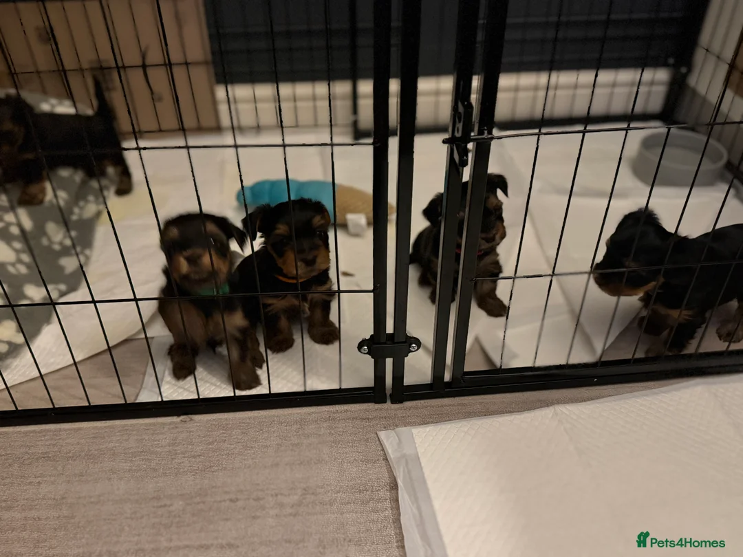Yorkshire Terrier dogs for sale: Yorkshire terrier puppies 2 boys and 1 girl left  - Advert 9