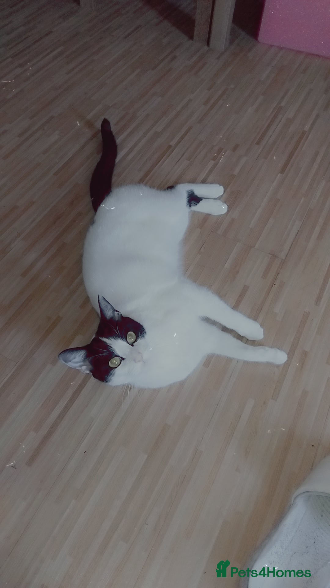 British Shorthair cats Beautiful black and white cat  - Advert 1