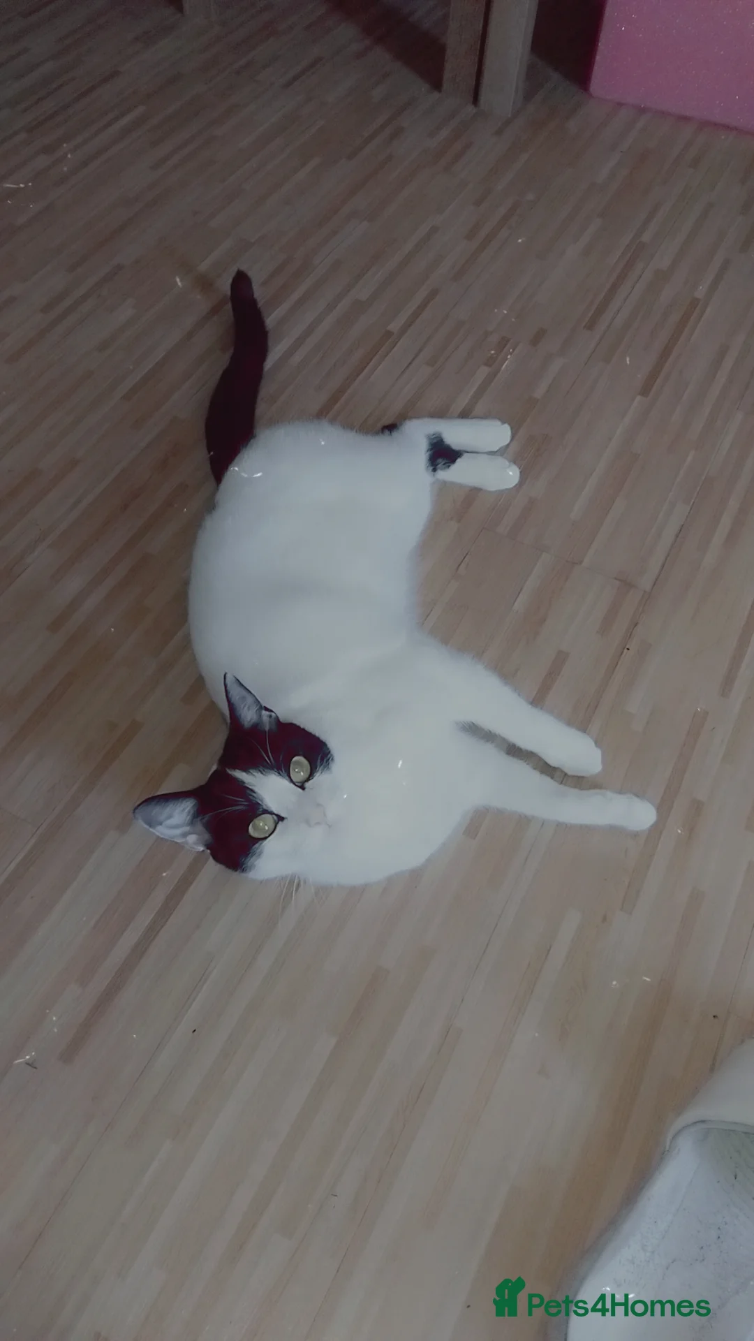 British Shorthair cats for sale: Beautiful black and white cat  - Advert 1