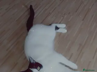 British Shorthair cats Beautiful black and white cat - Advert 1