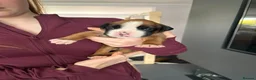 Boxer dogs for sale: Beautiful, KC registerd boxer puppies for sale in Canvey Island - Advert 11