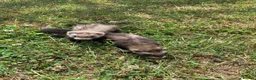 Ferret rodents for sale: Ferret Kits for sale  in Spalding - Advert 2