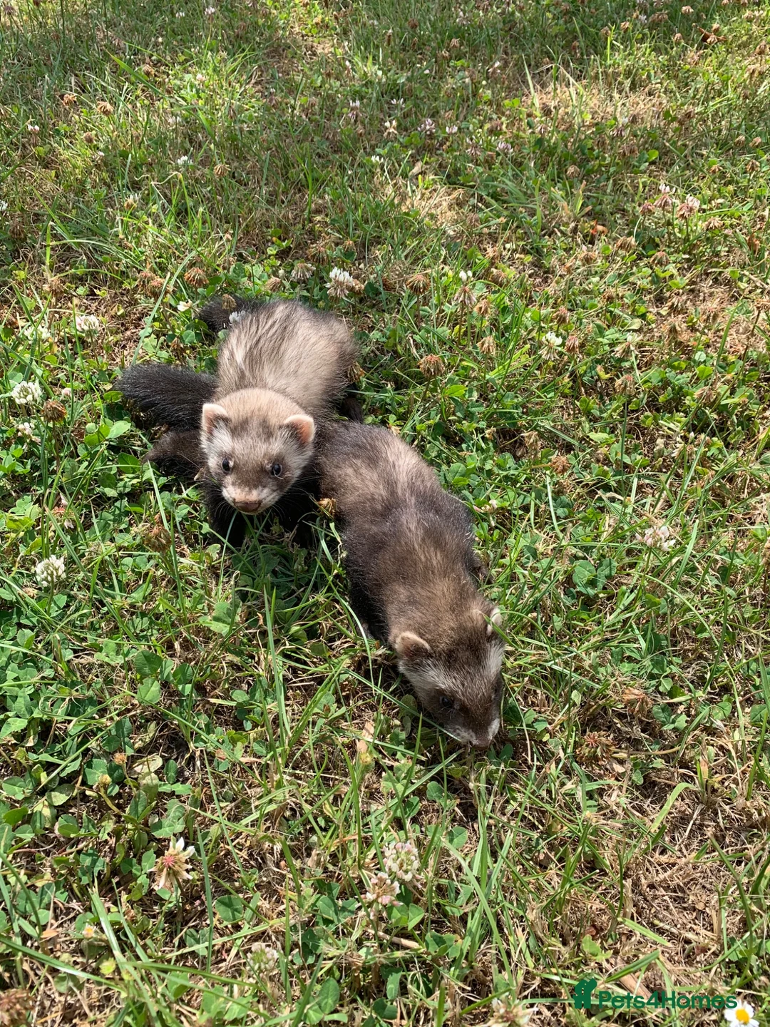 Ferret rodents for sale: Ferret Kits for sale  in Spalding - Advert 2
