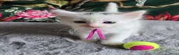 Ragdoll cats for sale: Sweet Blue-eyed Ragdoll Kittens  - Advert 6