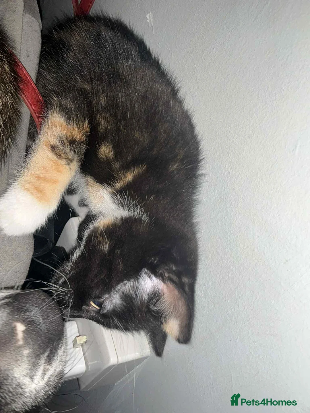 Mixed Breed cats for sale: kittens looking for there forever home - Advert 4