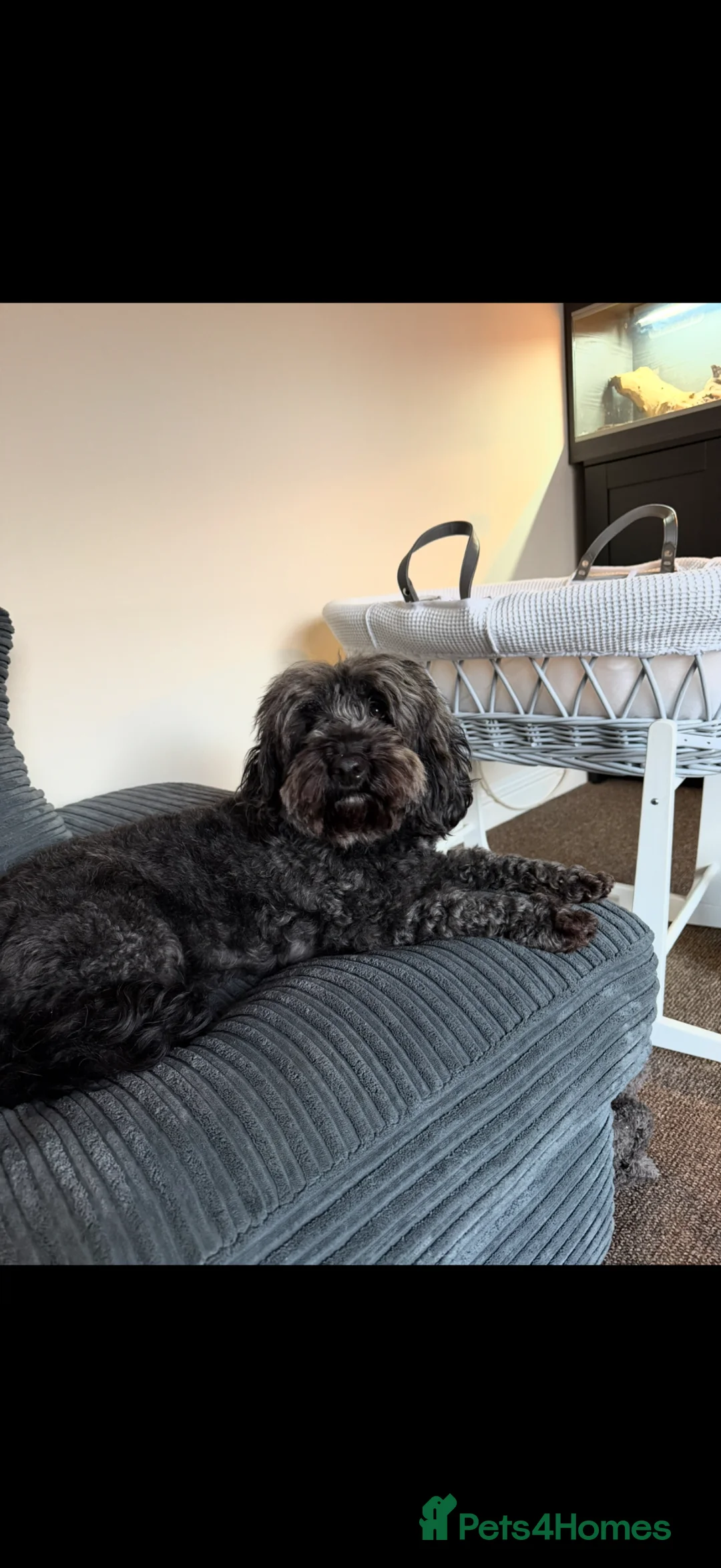 Cockapoo dogs for sale: Cockapoo - Advert 2