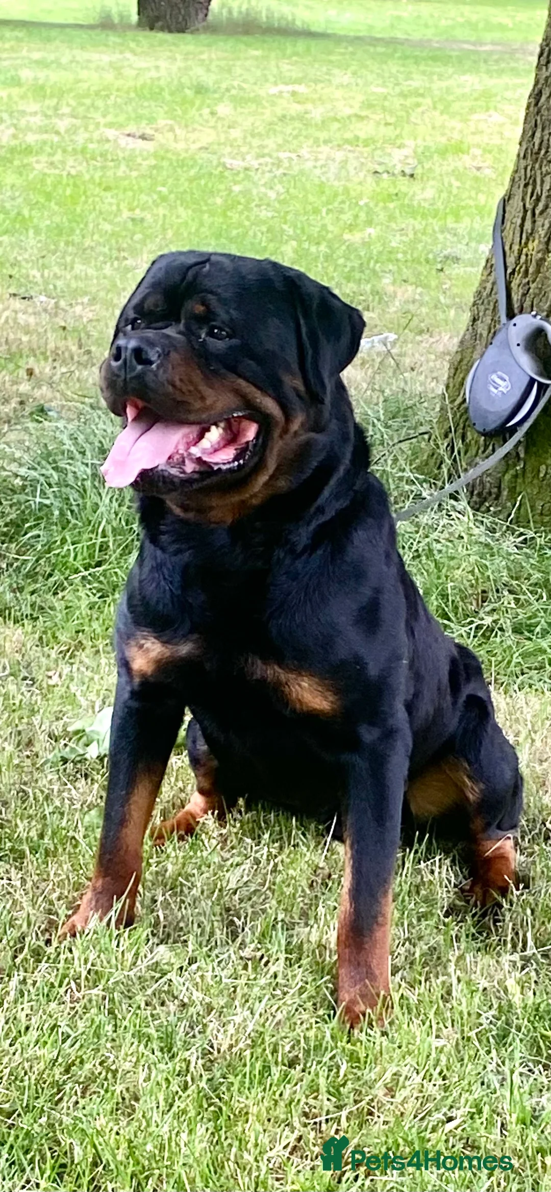 Rottweiler dogs for stud: Kc Registered Rottweiler STUD ONLY !! in Birmingham - Advert 1