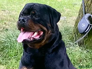 Rottweiler dogs Kc Registered Rottweiler STUD ONLY !! in Birmingham - Advert 13