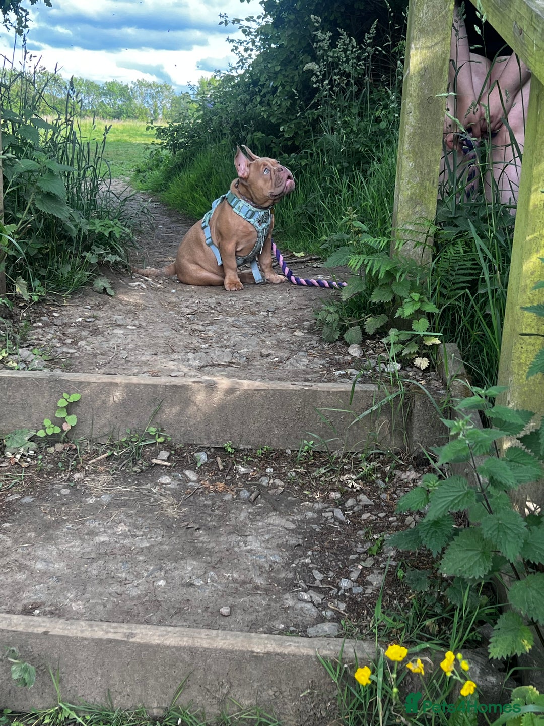 Mixed Breed dogs for sale: Female French x Old Tyme English bulldog - Image 6