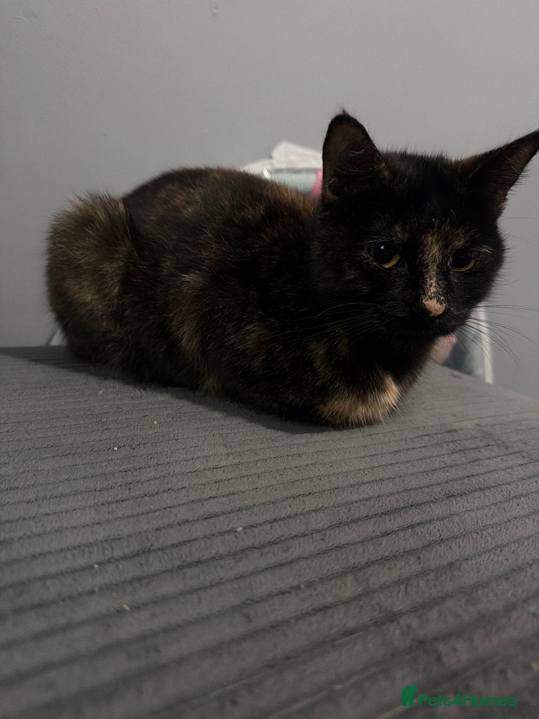 Mixed Breed cats for sale: Rehome of 1 year old - Advert 2