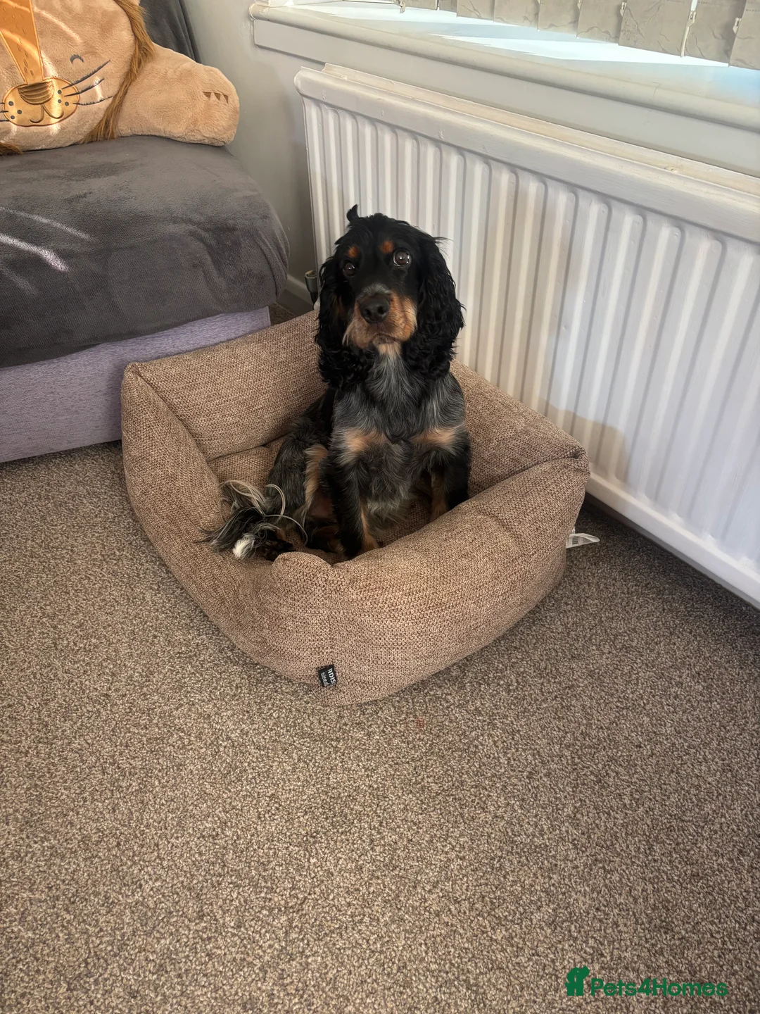 Cocker Spaniel dogs for sale: 2 year old Cocker spaniel for sale  in Lincoln - Advert 4