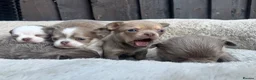 Chihuahua dogs for sale: 🐾🩶 OUTSTANDING litter of EXCEPTIONAL Chihuahuas - Advert 5
