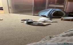 Mixed Breed rabbits for sale: Daphne and Velma need a loving home  - Image 4