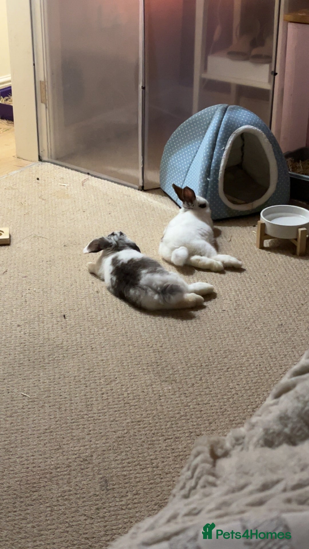 Mixed Breed rabbits for sale: Daphne and Velma need a loving home  - Image 4