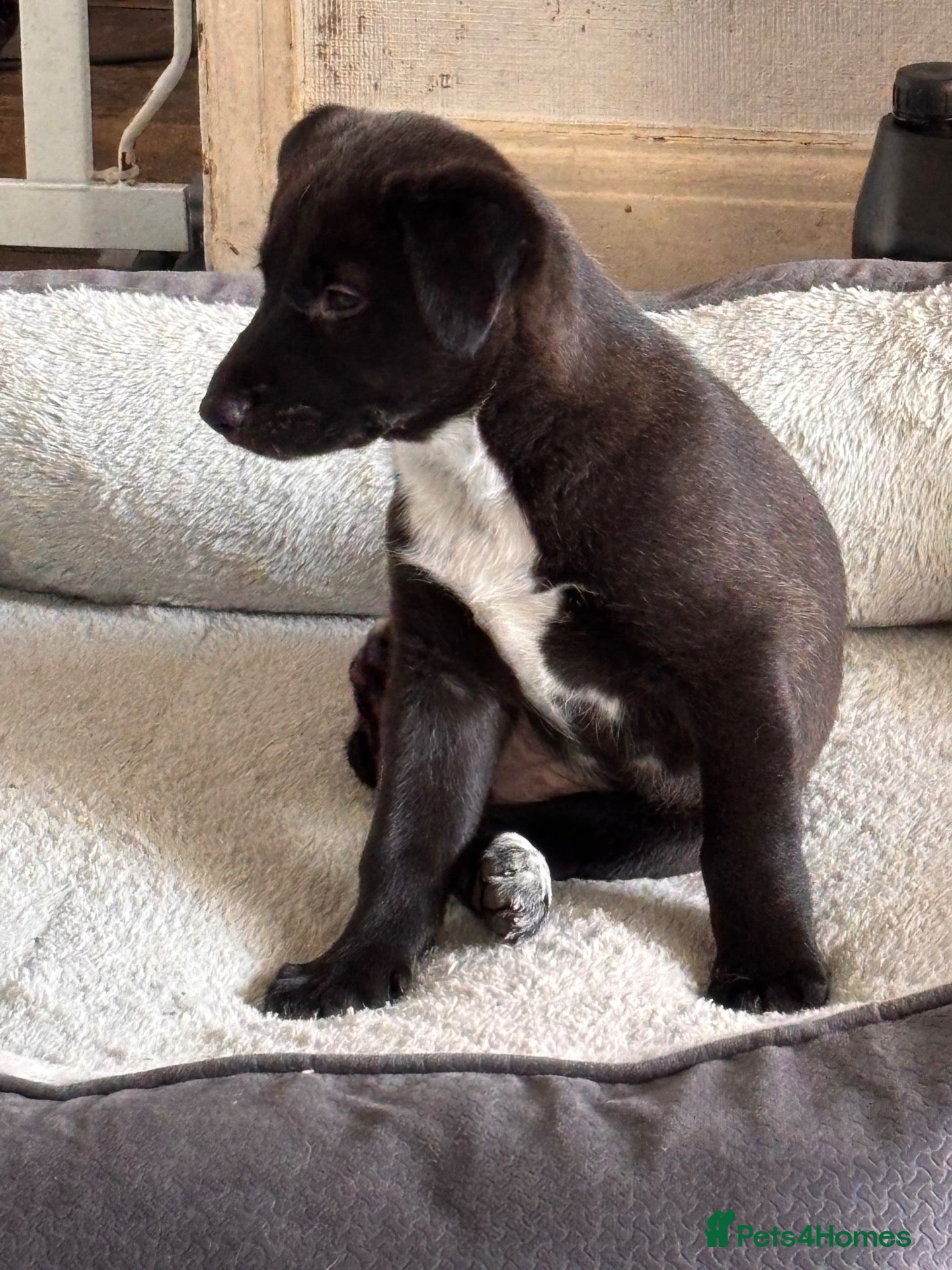 Mixed Breed dogs for sale: Unique mixed breed puppies  - Advert 20